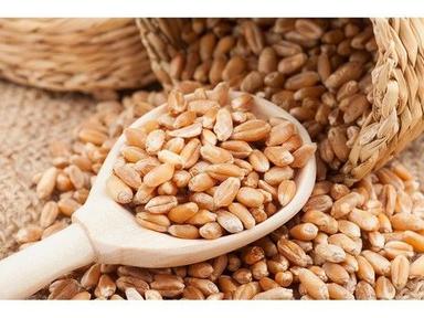 Black Natraj Wheat