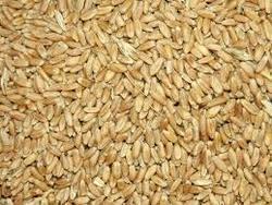 Wheat Grain