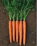Carrot (Rasna (013) F1)