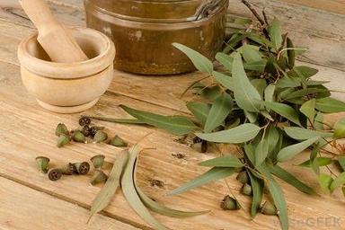 Essential Eucalyptus Oil