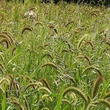 Green Millet