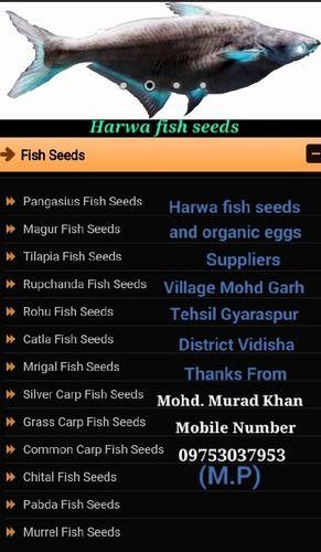 Fish Seeds