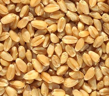 Bapna Wheat