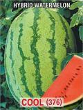 Hybrid Watermelon Seed