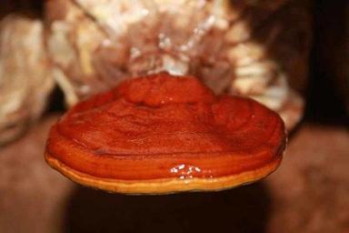 Ganoderma Lucidium (Reishi Mushroom)