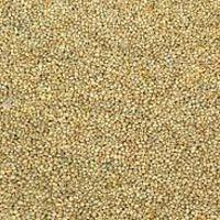 Pearl Millet Seeds