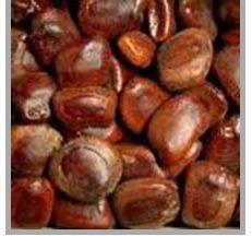 Tamarind Seeds Allopathic