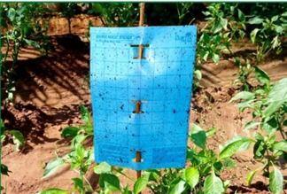 Barrix Magic Sticker Chromatic Trap Blue Sheet Greenhouse Size: Small