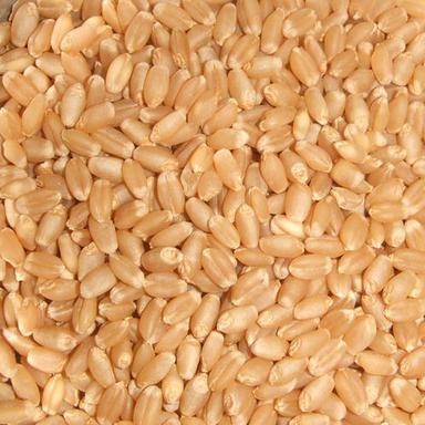 SARASWATI Wheat