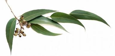 Eucalyptus Oil