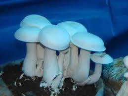 Fresh Milky Mushrooms