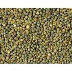 Green Millet 