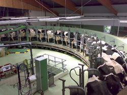 Dairy Farm Consultancy Services