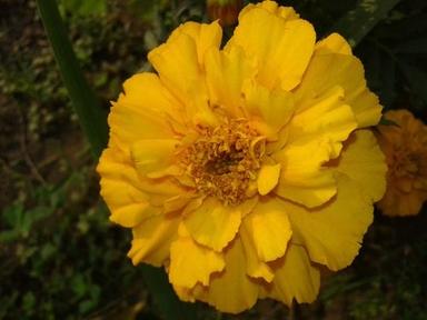 Dwarf French Marigold Flower Seeds