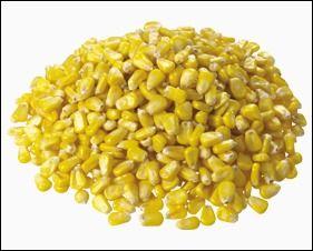 Yellow Maize / Corn