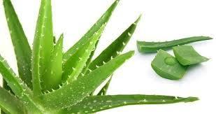 Pure Herbal Aloe Vera Gel Grade: Medicine