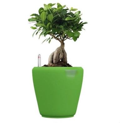 Green Self Watering Plastic Planter Dimensions: 6 X 6 X 6 Inch (In)
