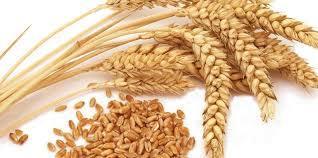 Organic Wheat Seeds