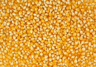Animal Feed Grade Yellow Corn Admixture (%): 0.5% Max