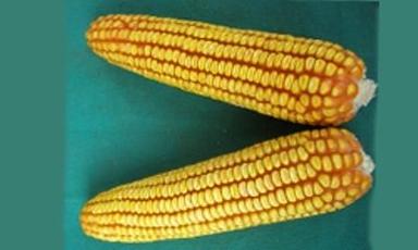 Corn (F1 Hybrid 7 Star)