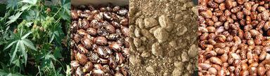 Castor Seed Meal Extraction