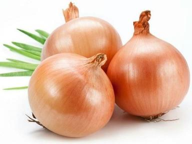 High Quality Fresh Red Onions