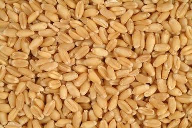 Ramrajya Wheat