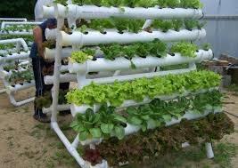 Vertical Gardening Systems