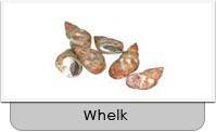 Whelk