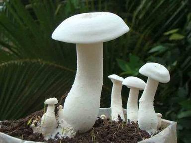 White Milky Mushroom
