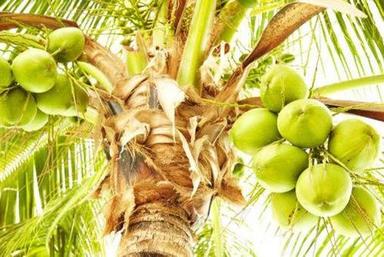 Tender Coconut Natural (Spray Dried Flavours)