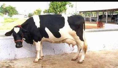 Holstein Friesian Healthy Hf Cow For Dairy Farming, High Milking Productive