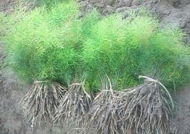 Shatavari Plants