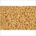 Wheat Grain Liquid