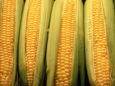 Yellow Maize Corn