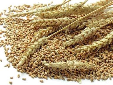 AVSN Wheat