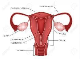 Uterus Prolapsed Treatment Service By Herbal