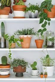 Green Indoor Decorative Ornamental Plants