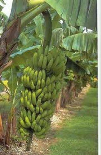 Fresh Green Banana