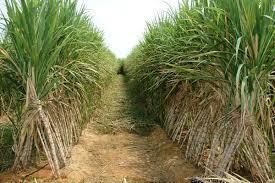 High Quality Sugarcane
