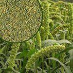 Green Millet Accuracy: Within 5 Degree Celcius Â°C