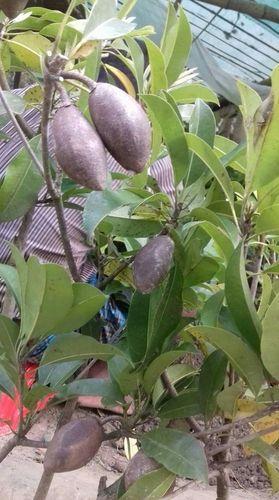 Thai Sapota Fruit Plant