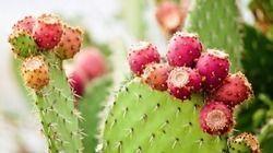 Prickly Pear Stevia Fruit Nectar Direction: Drink 50 Ml Pulp With 150 Ml Water. Twice In A Day Minimum
