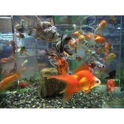 Gold Fish Aquarium