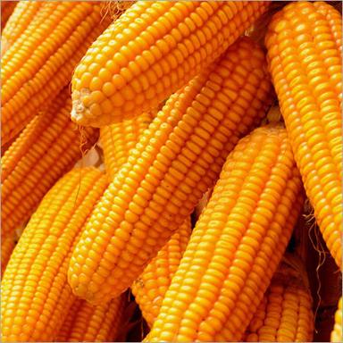 Yellow Good For Health Baby Corn