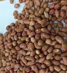 Groundnut Kernel Or Peanut (Dana)  Moisture (%): Max 7%