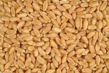 Natural Fresh Wheat