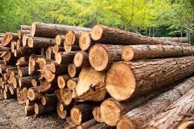 Wood Timber