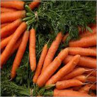 Fresh English Carrot