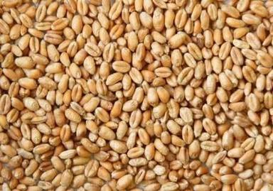 Punjab Wheat